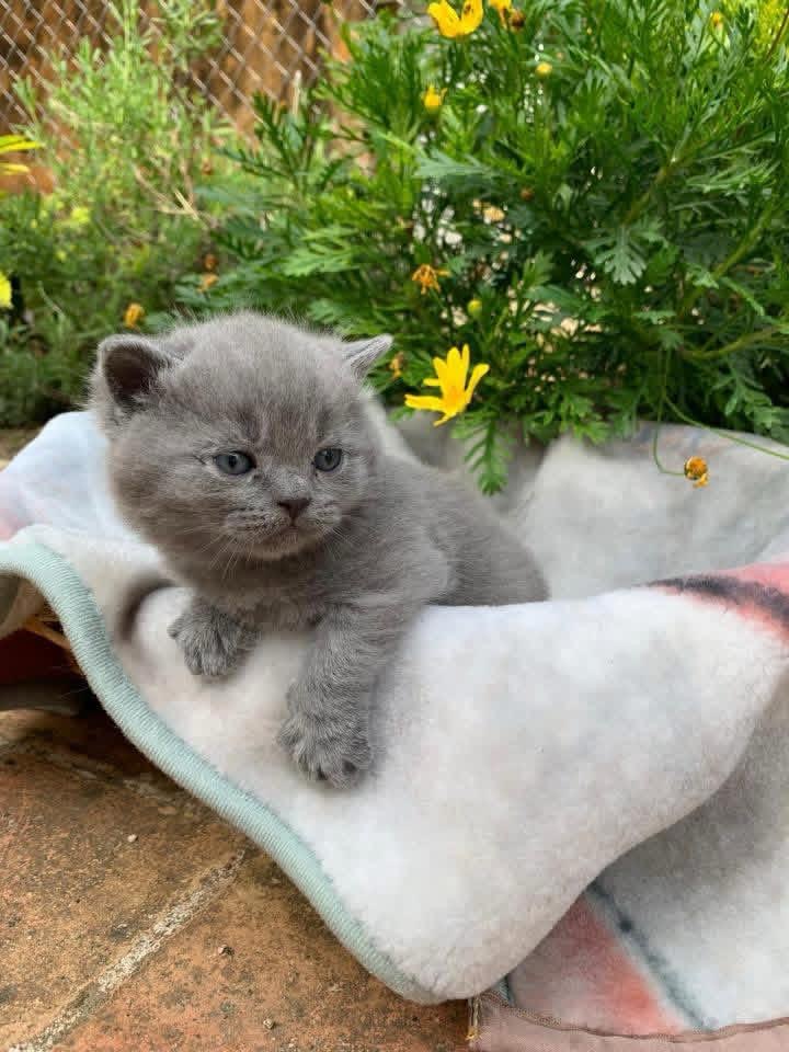 Foto de PRÓXIMA CAMADA . British azules y lilas  1