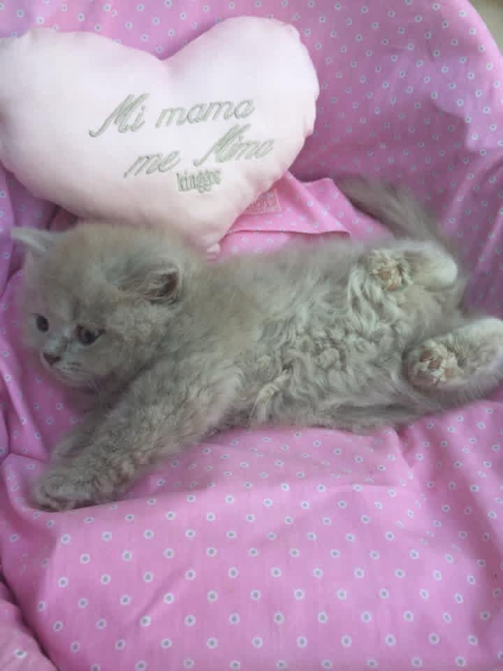 Foto de PRÓXIMA CAMADA . British azules y lilas  2