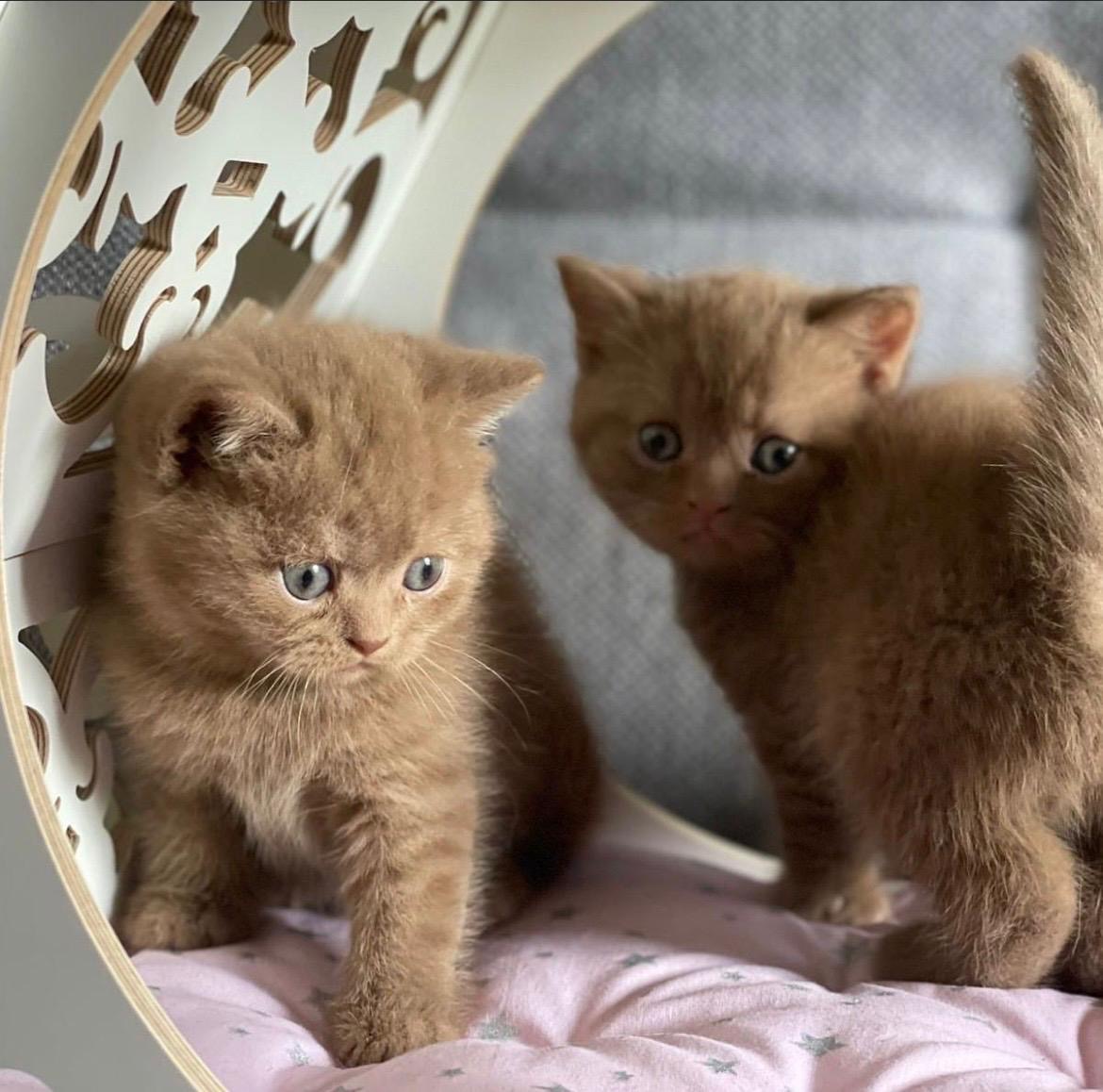 Foto de PRÓXIMA CAMADA de British cinamon y chocolate!! 5