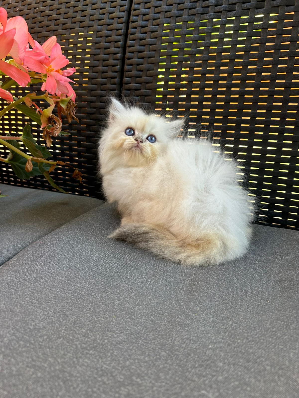 Foto de Del Milenium Iris 2