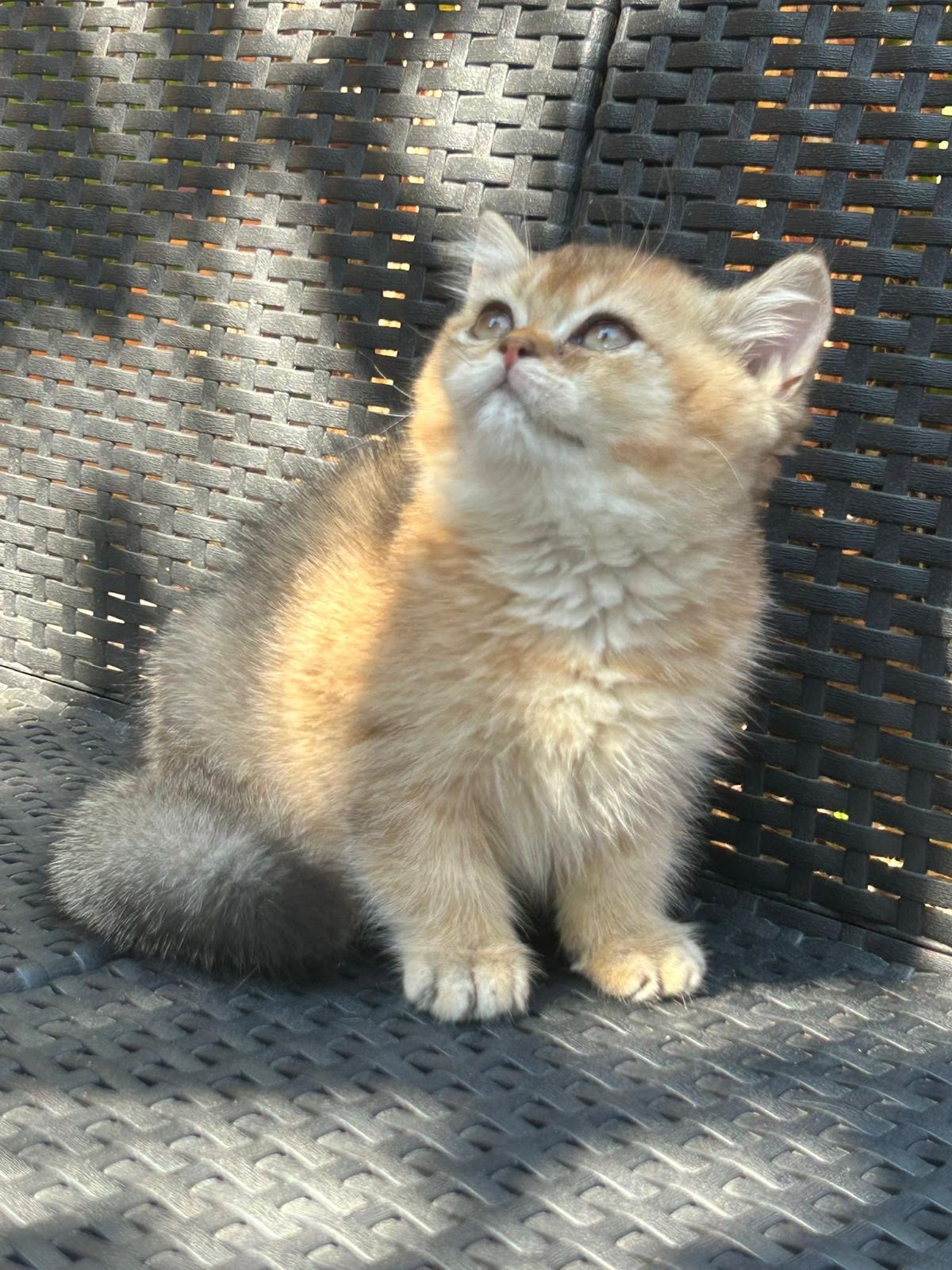 Foto de Del Milenium Show 1