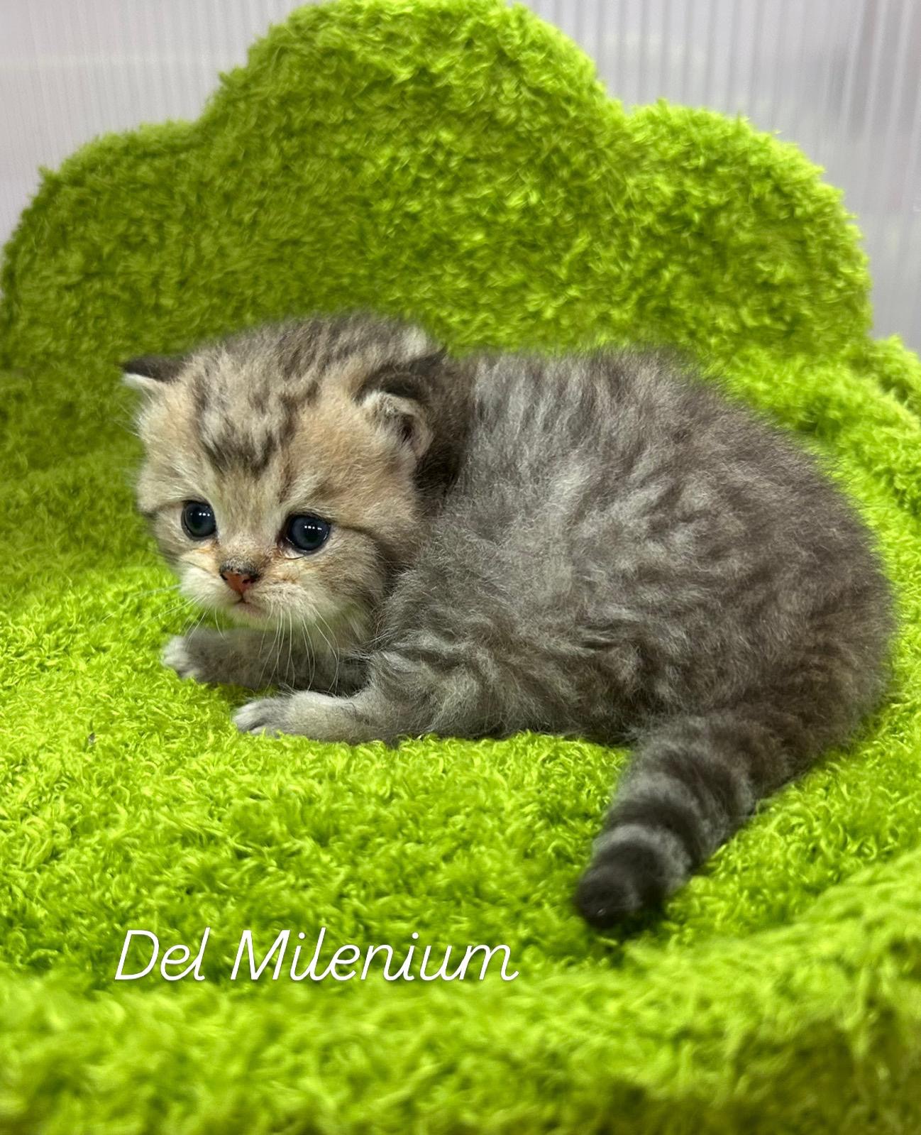 Foto de Del Milenium Teddy   1