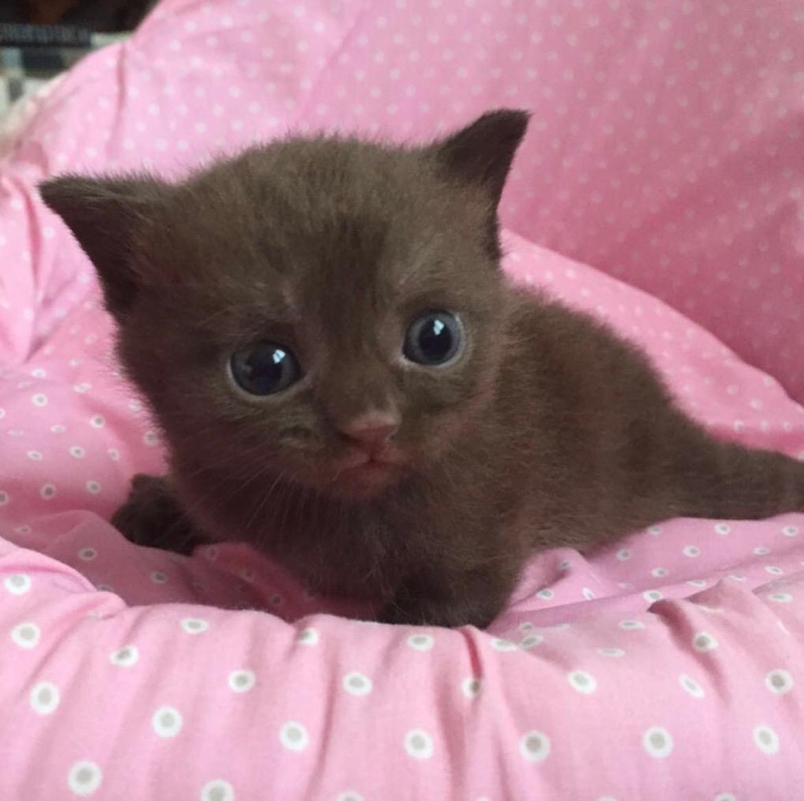 Foto de PRÓXIMA CAMADA de British cinamon y chocolate!! 2