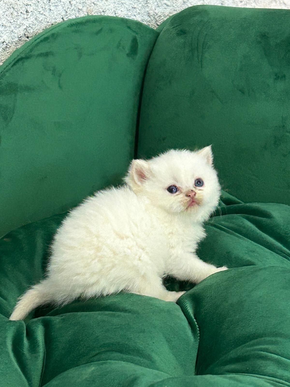 Foto de Bjorn del Mikenium 1