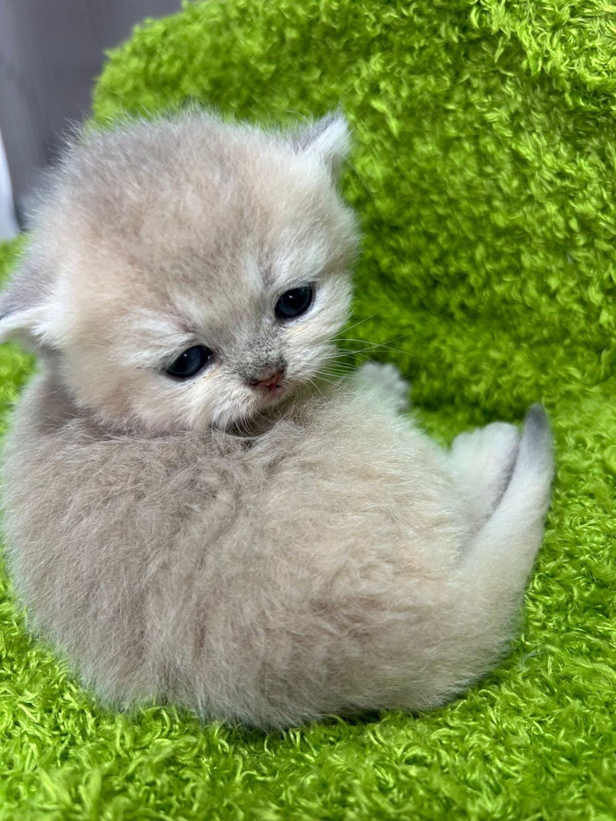 Foto de Del Milenium Cloe   2