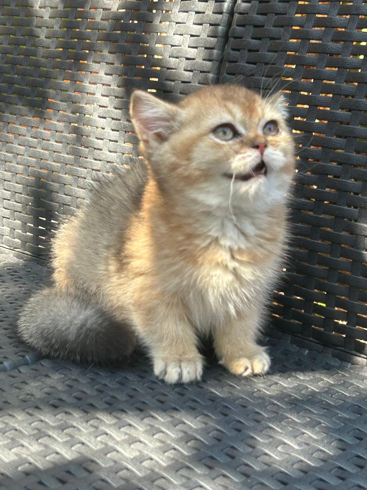 Foto de Del Milenium Show 3