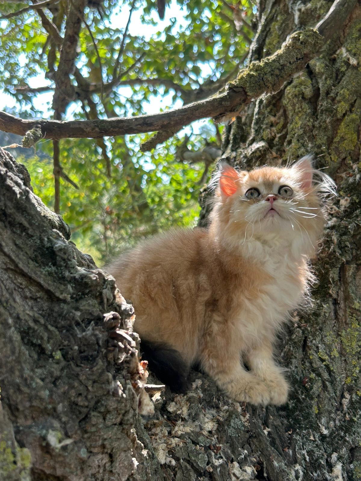 Foto de Del Milenium Mel 2