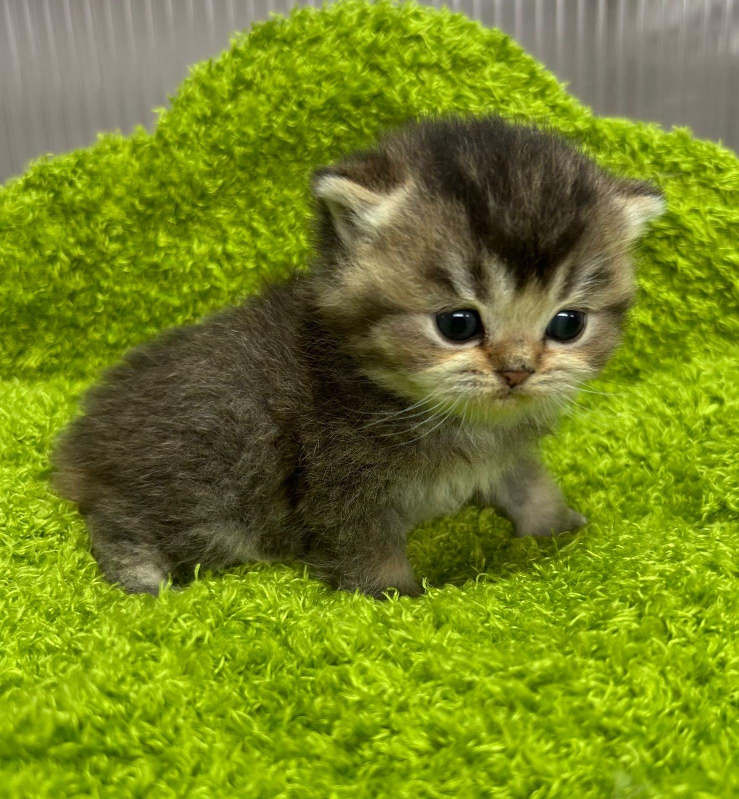 Foto de Del Milenium Nala   2