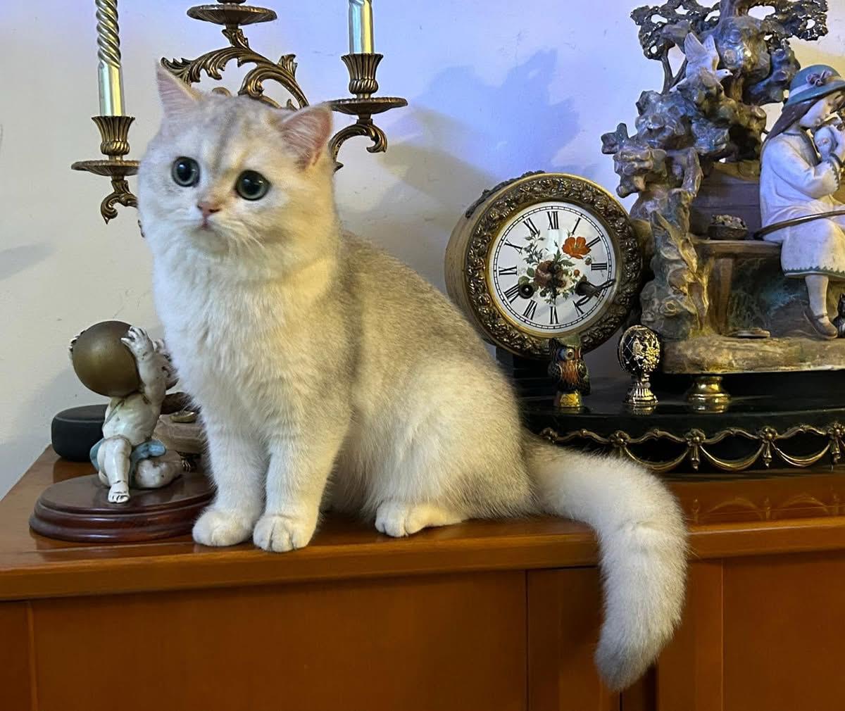 Foto de Candy Miaukolor of del Milenium  1