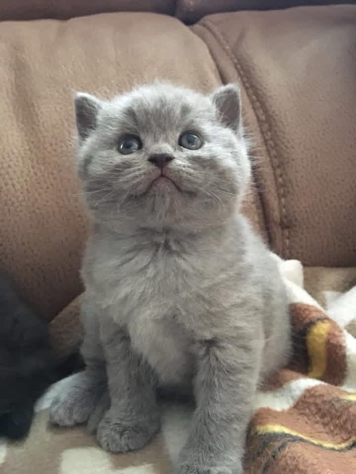 Foto de PRÓXIMA CAMADA . British azules y lilas  4