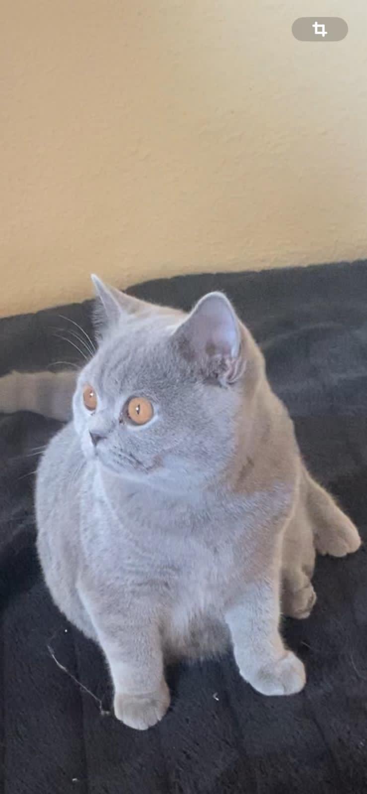 Foto de Del Milenium Clara 1