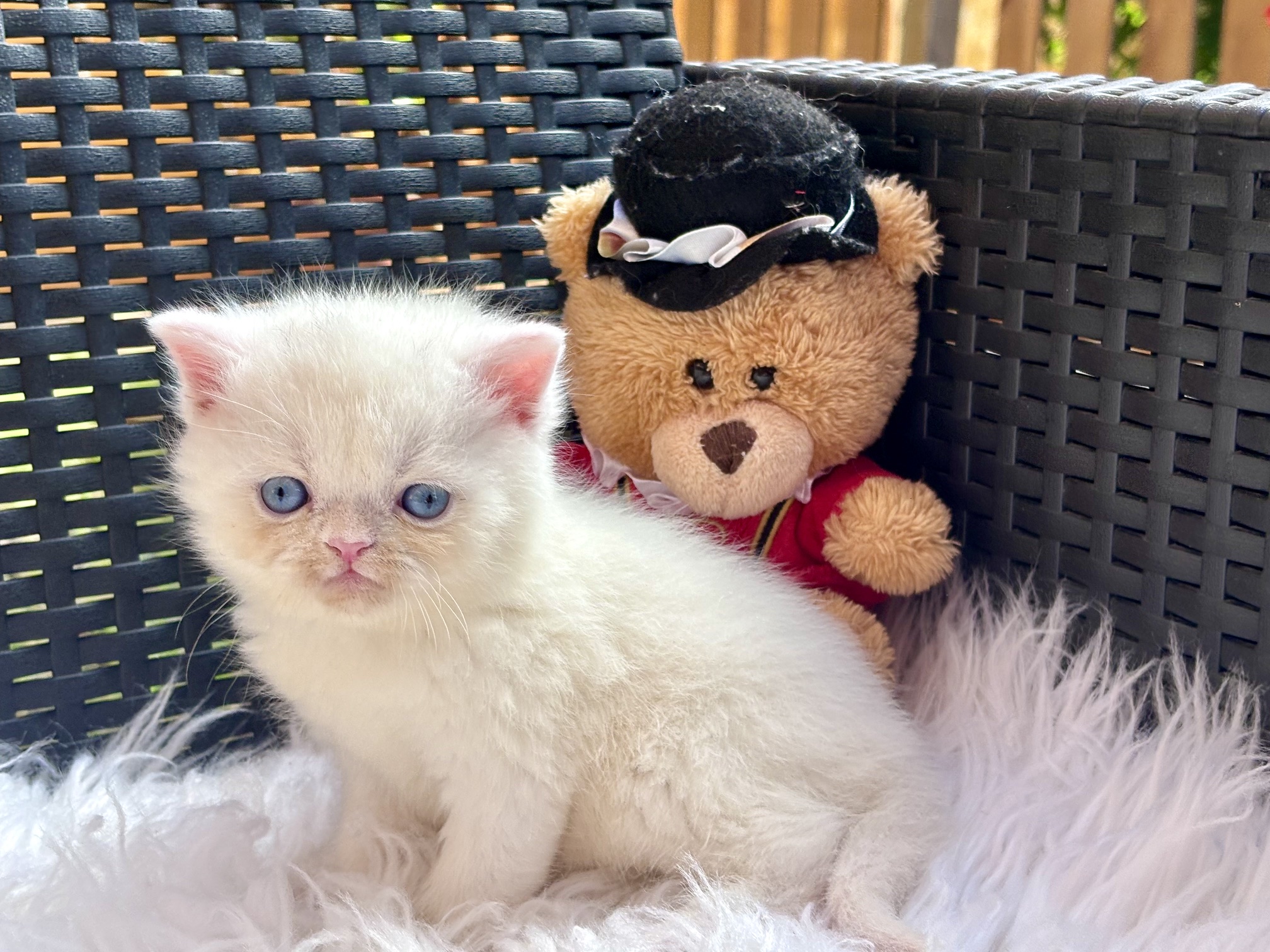 Foto de Milkie 1