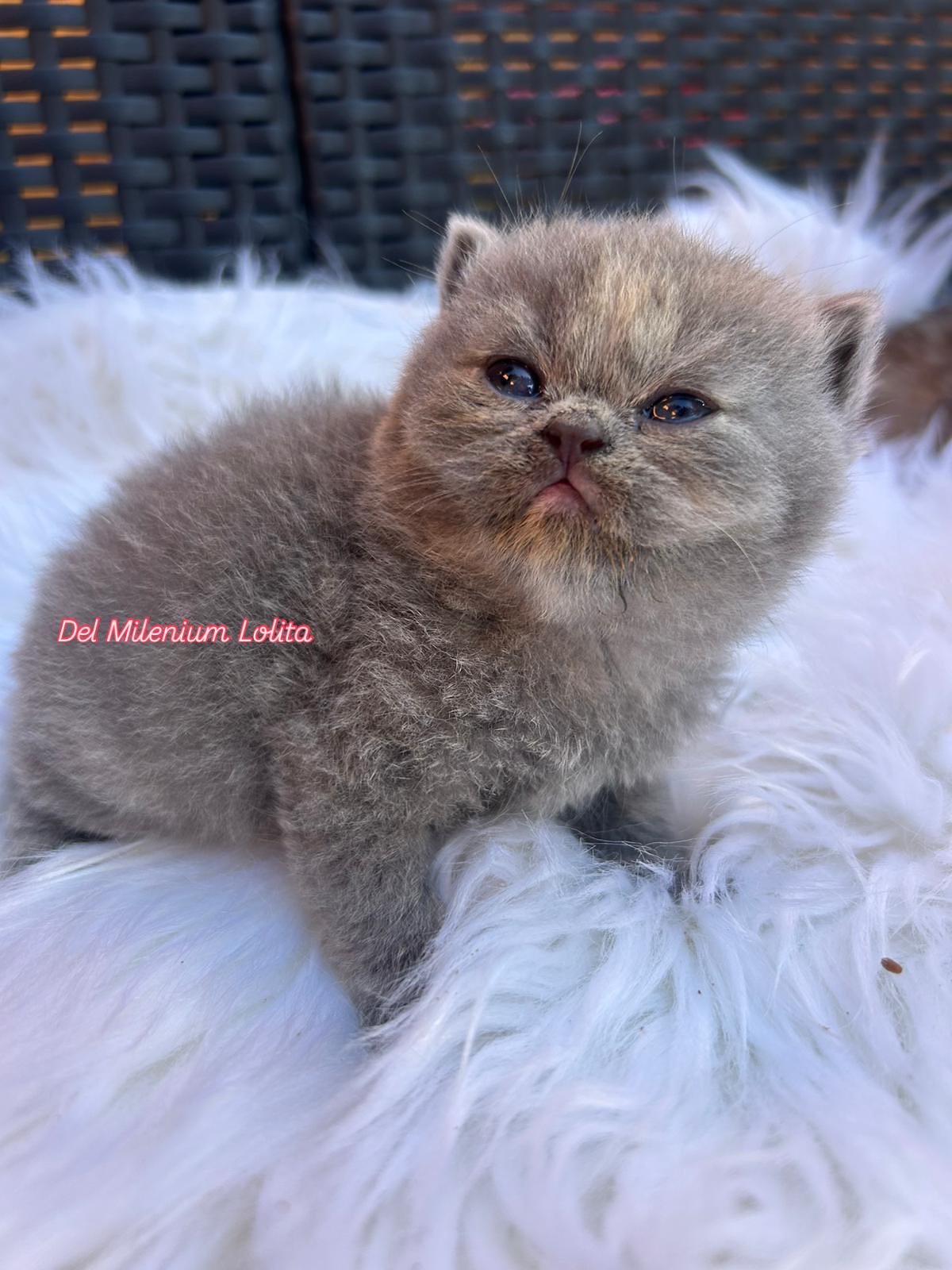 Foto de gatito British Shorthair 1