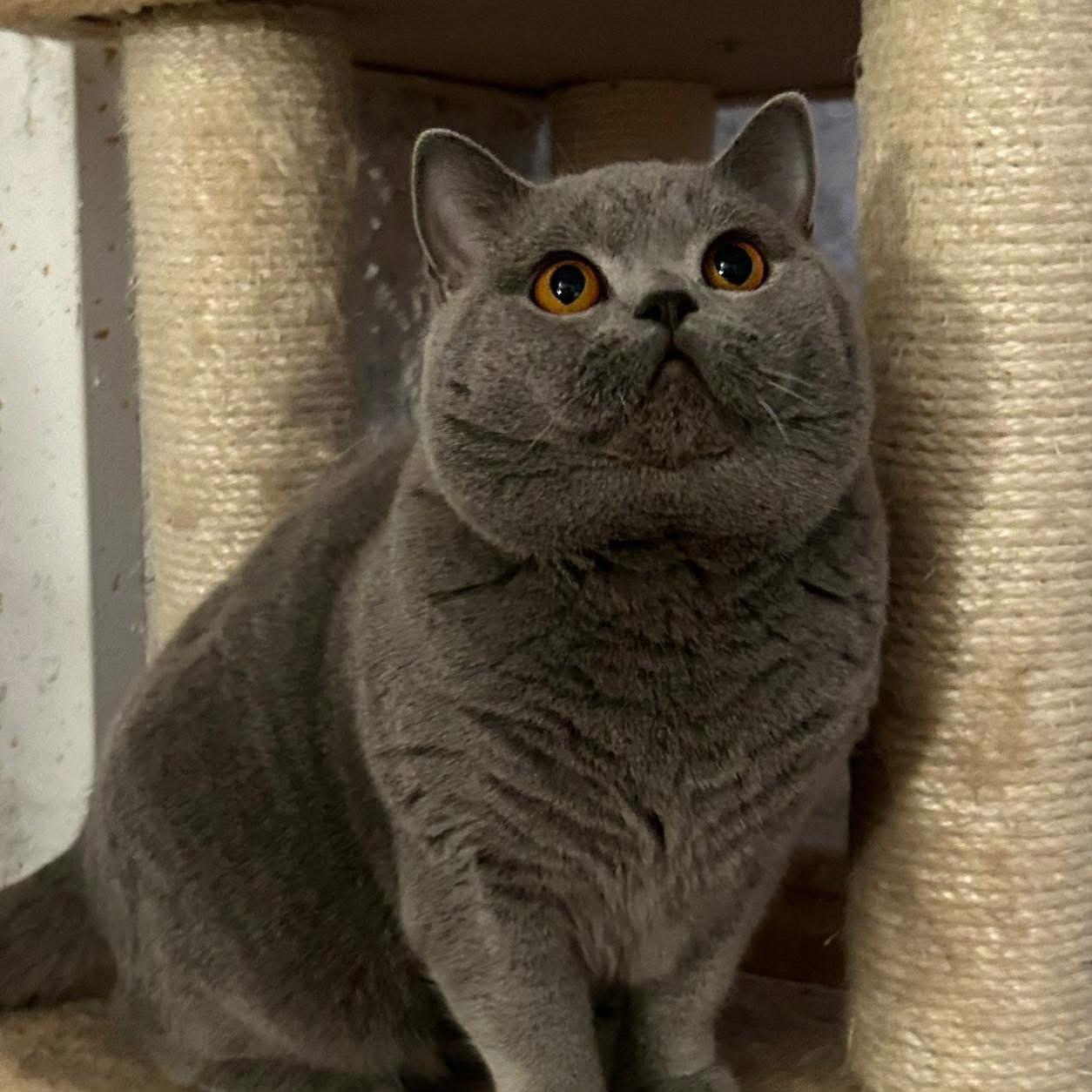 Foto de Fenrir Sideris del Millenium 2