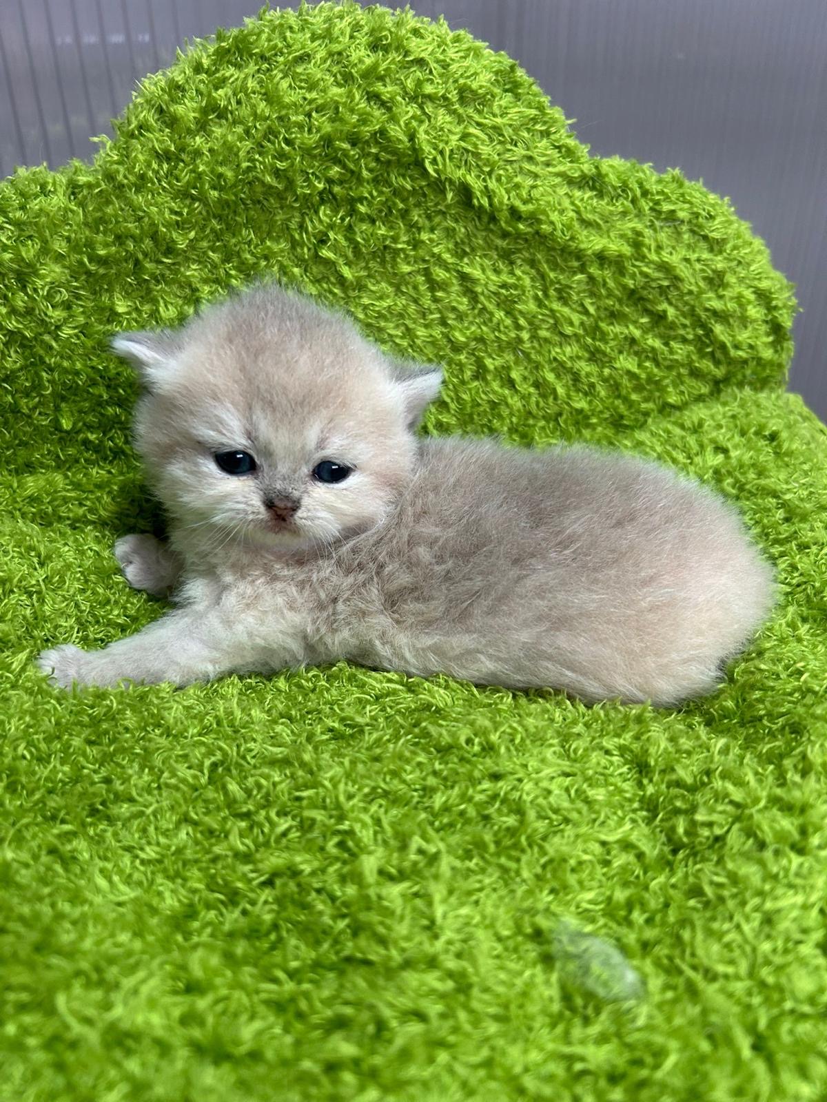 Foto de Del Milenium Cloe   1