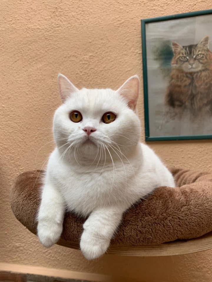 Foto de D* Garibaldi’s White Wonder del Millenium 1