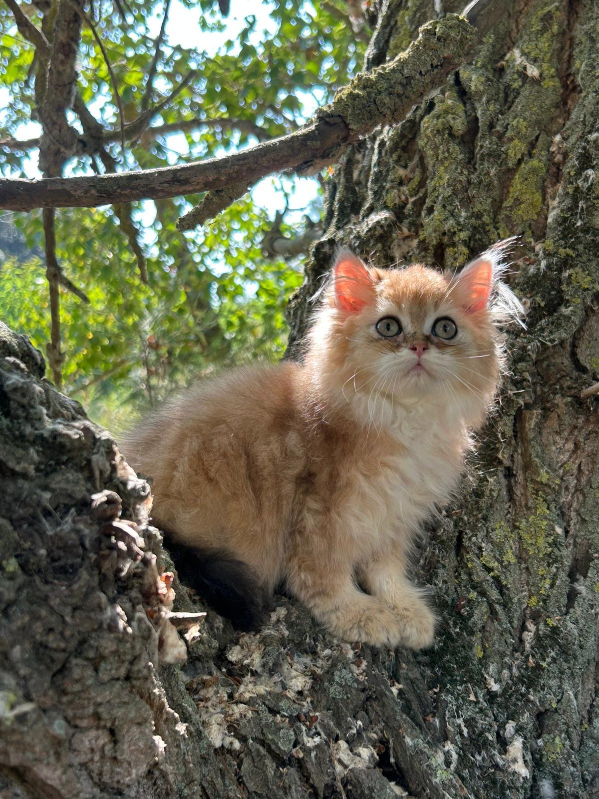 Foto de Del Milenium Mel 1