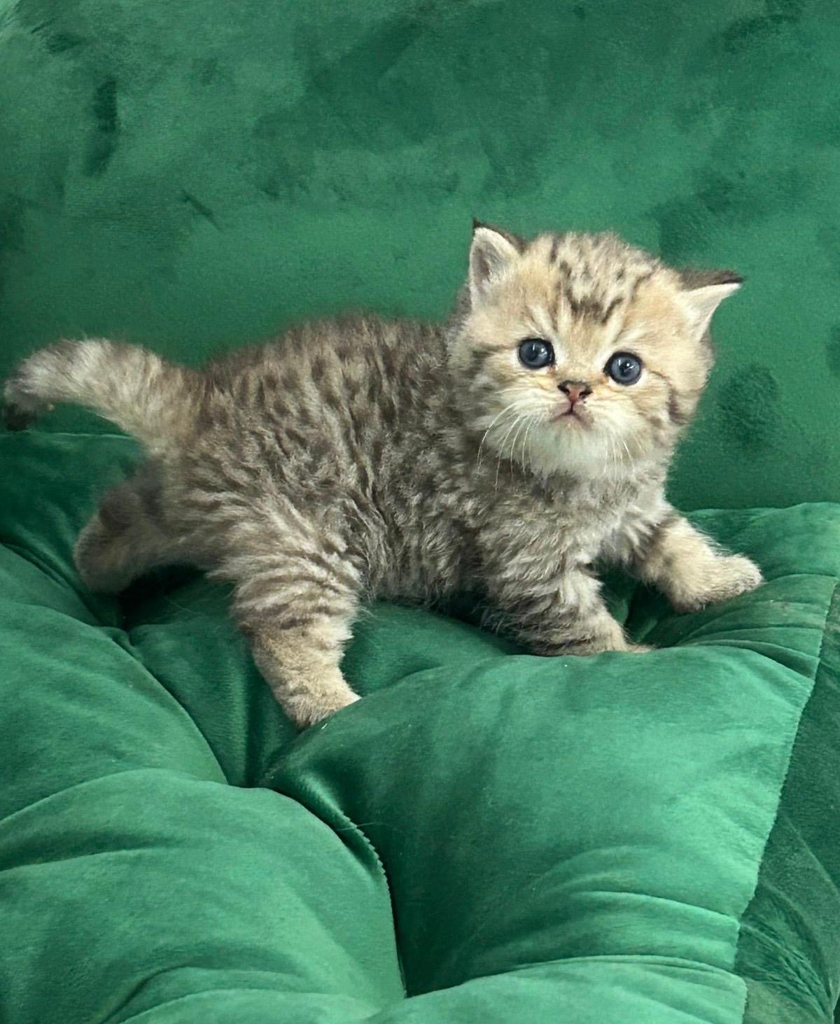 Foto de Del Milenium Teddy   3