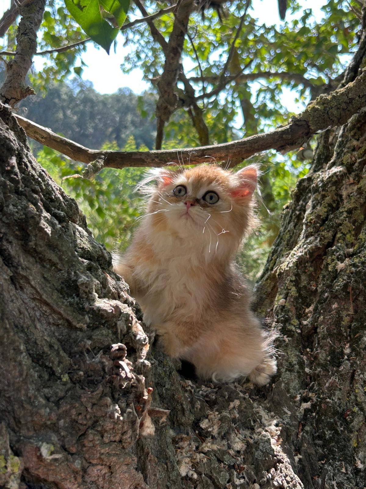 Foto de Del Milenium Mel 3