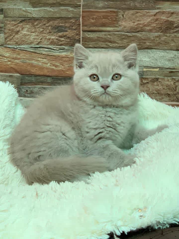 Foto de PRÓXIMA CAMADA . British azules y lilas  3