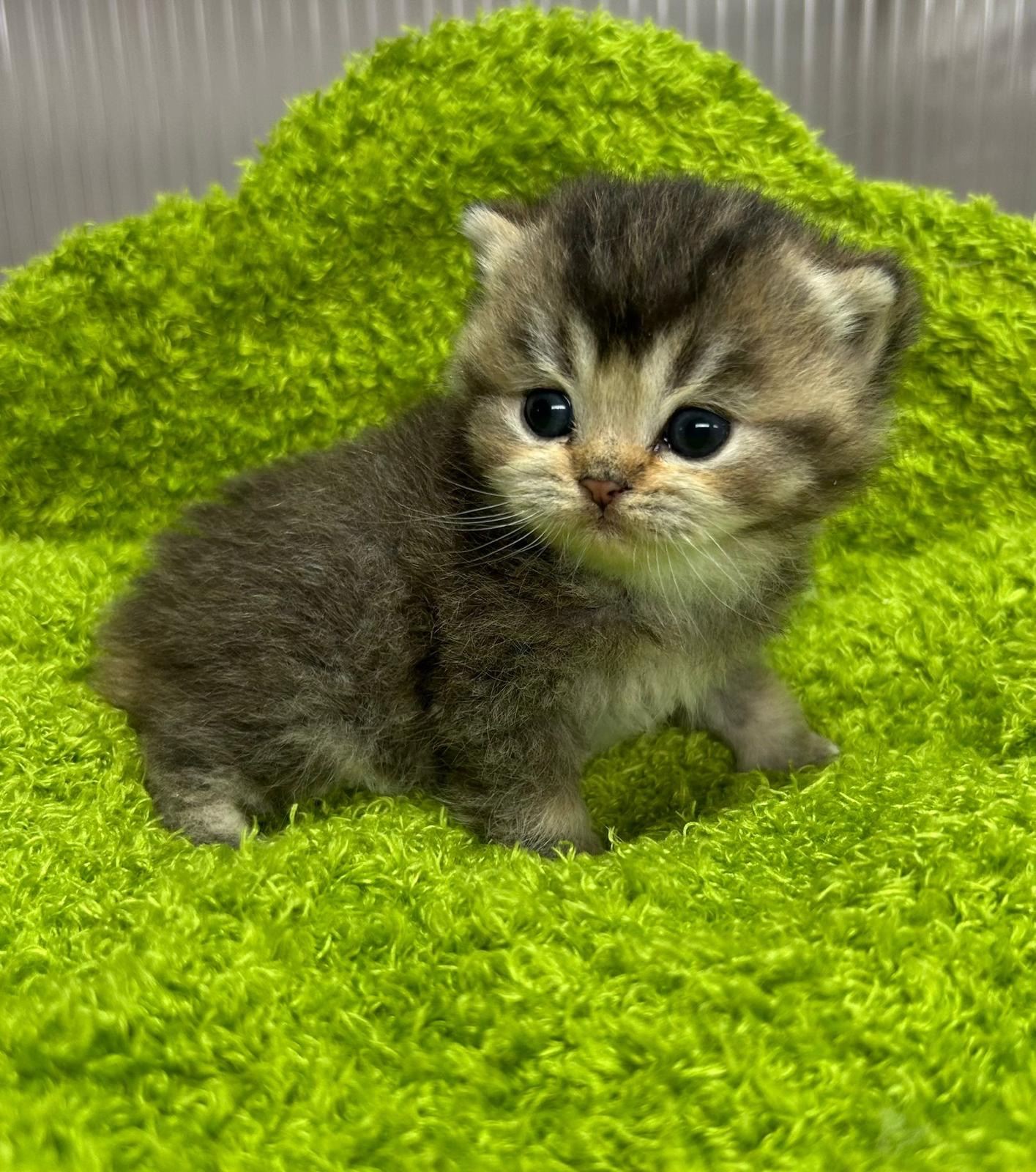 Foto de Del Milenium Nala   3