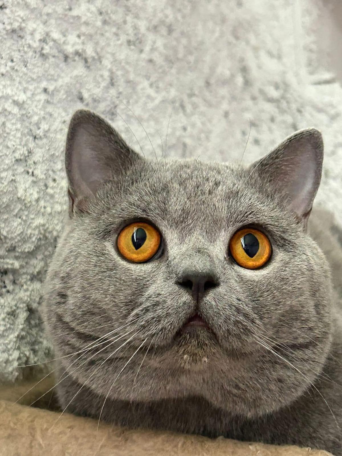 Foto de Fenrir Sideris del Millenium 1