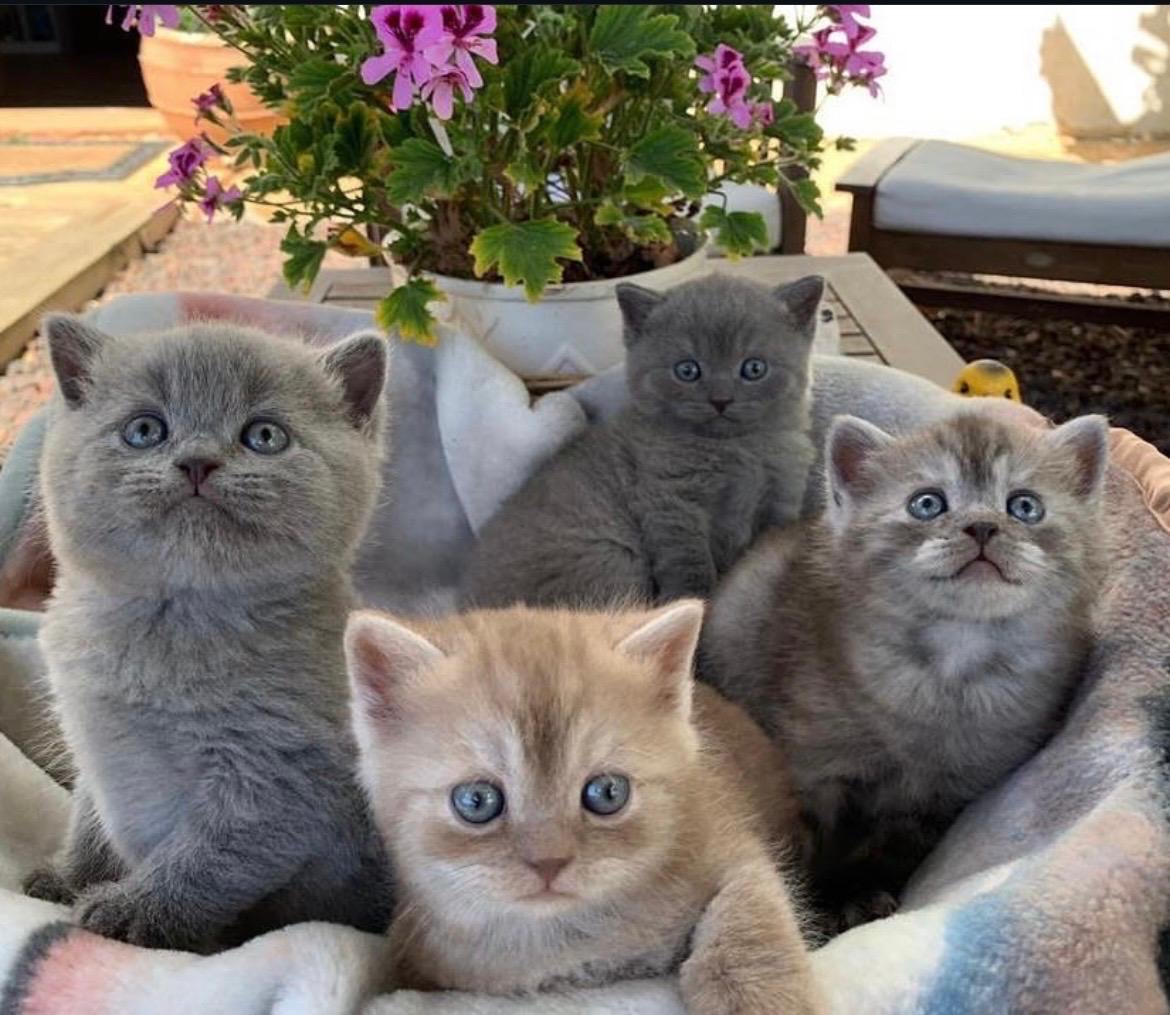 Foto de PRÓXIMA CAMADA de British cinamon y chocolate!! 6