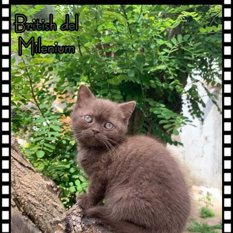 Foto de PRÓXIMA CAMADA de British cinamon y chocolate!! 4