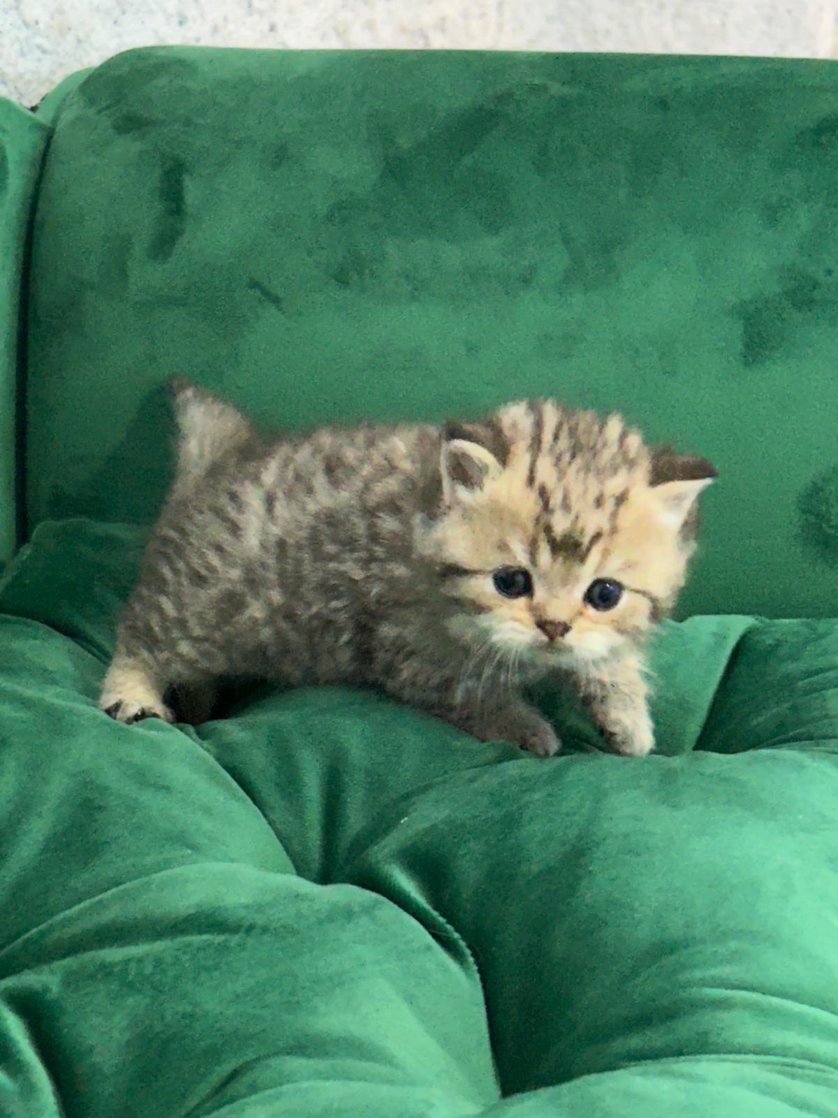 Foto de Del Milenium Teddy   2