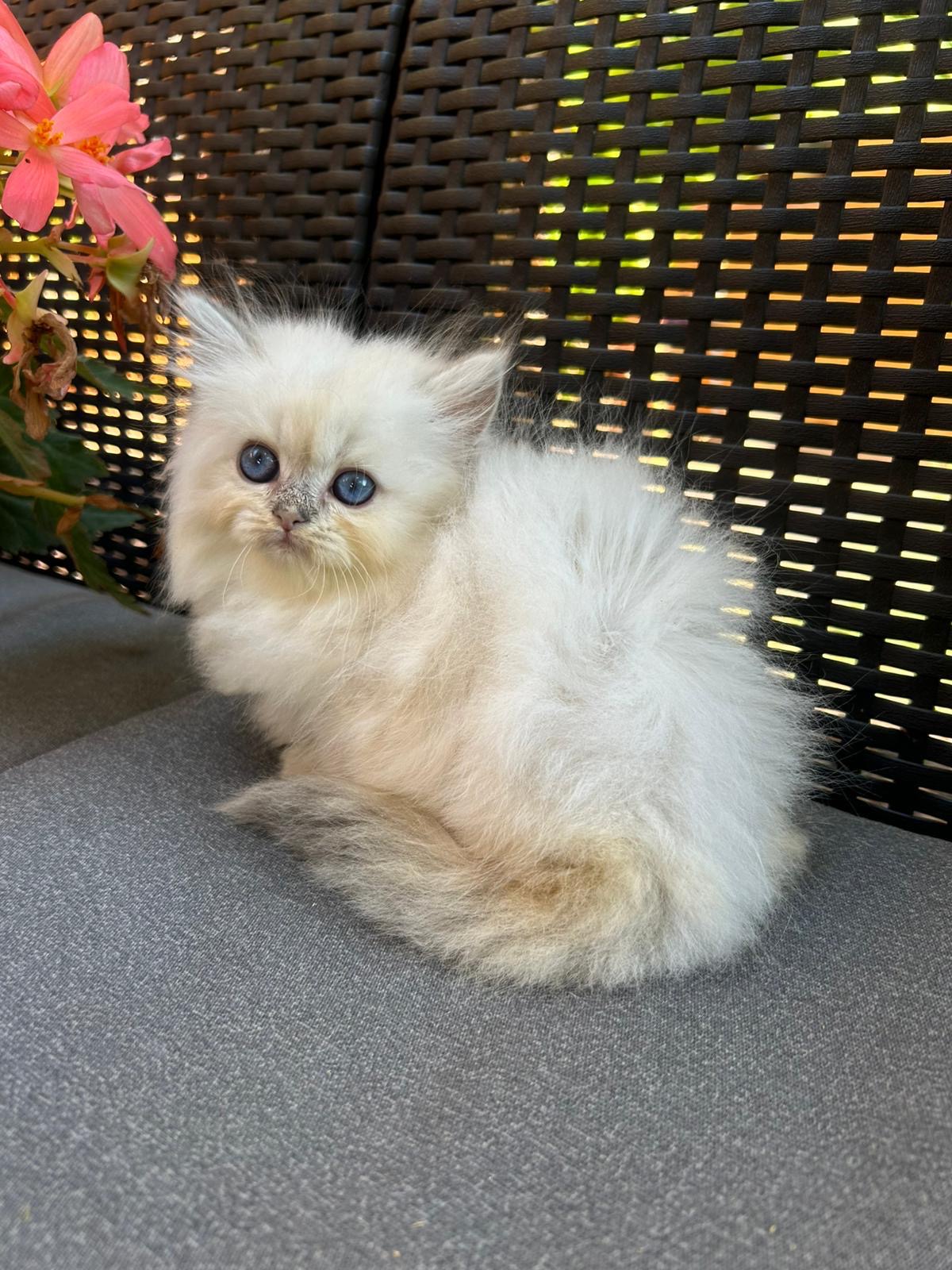 Foto de Del Milenium Iris 1