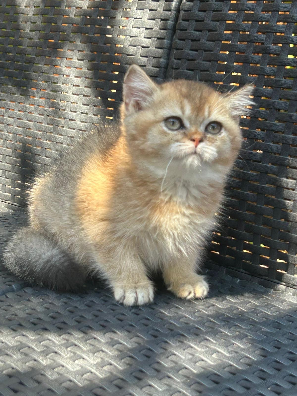 Foto de Del Milenium Show 2