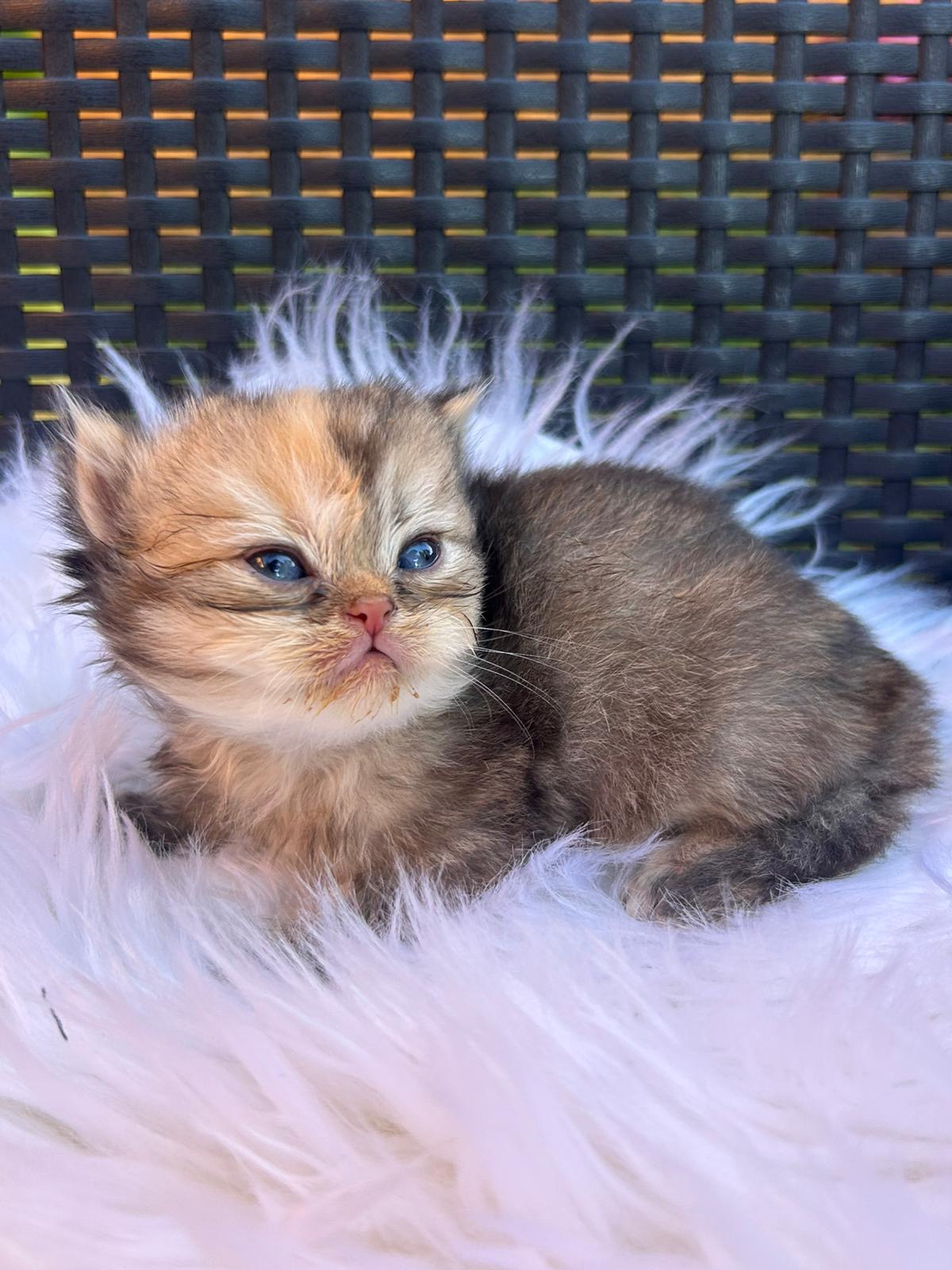 Foto de Lola , Lolita , loli 2