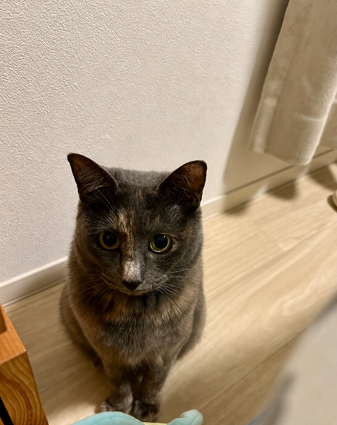 Yuzu