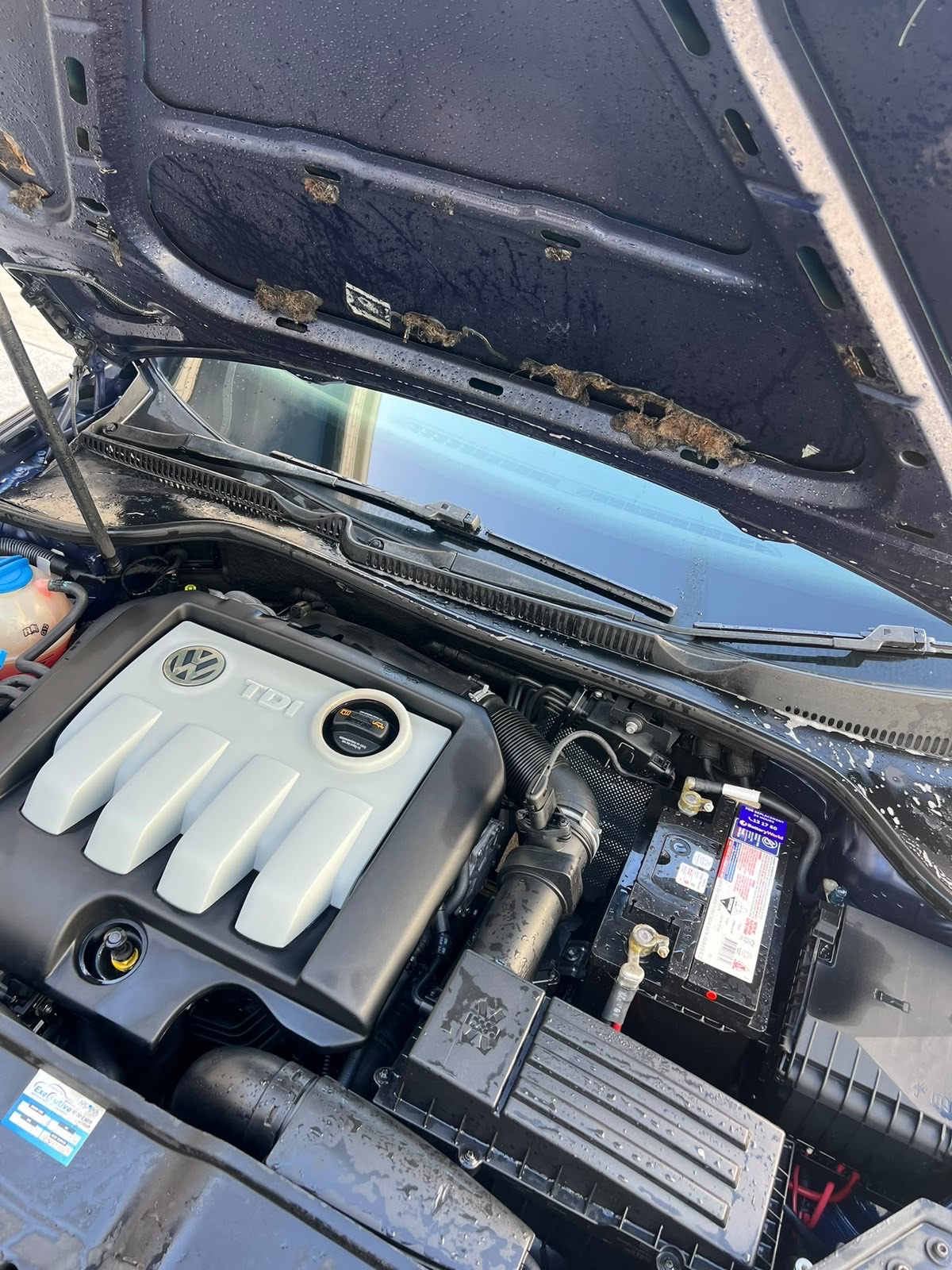 2008 Volkswagen Golf TDI photo 10