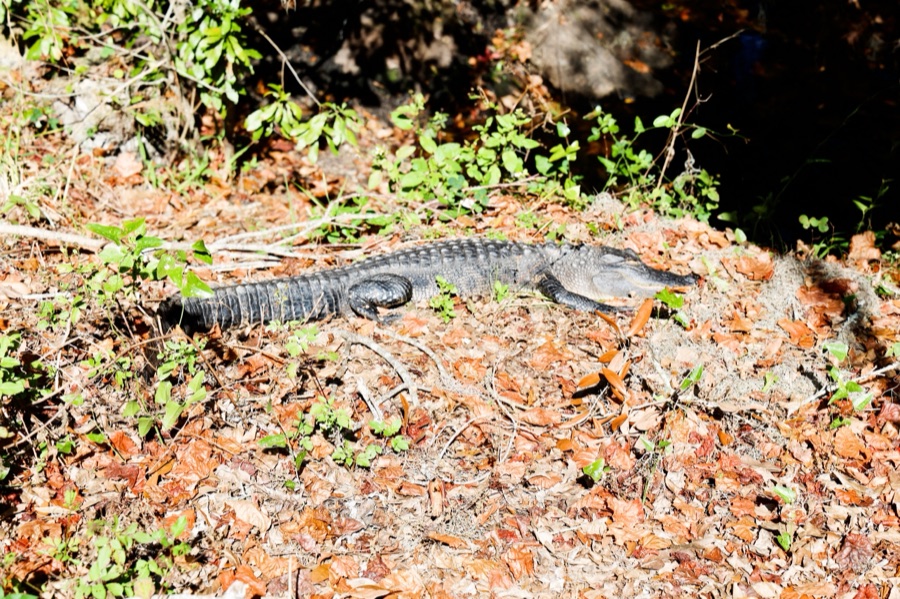 Florida Wild, photo 3