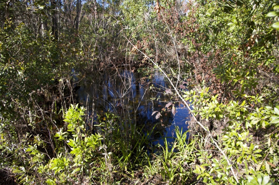 Florida Wild, photo 4