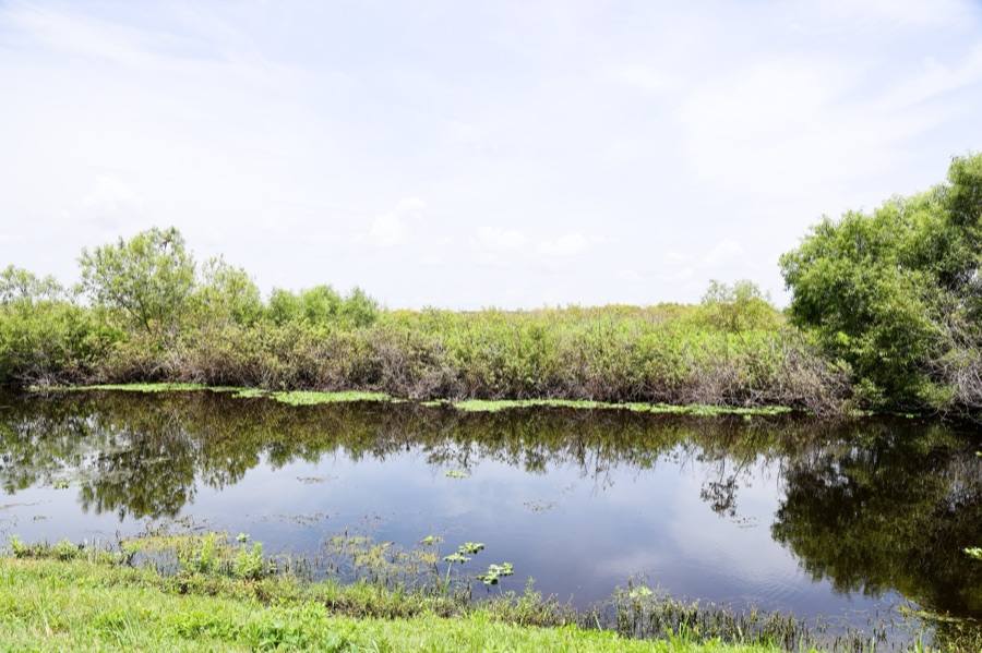 Florida Wild, photo 1