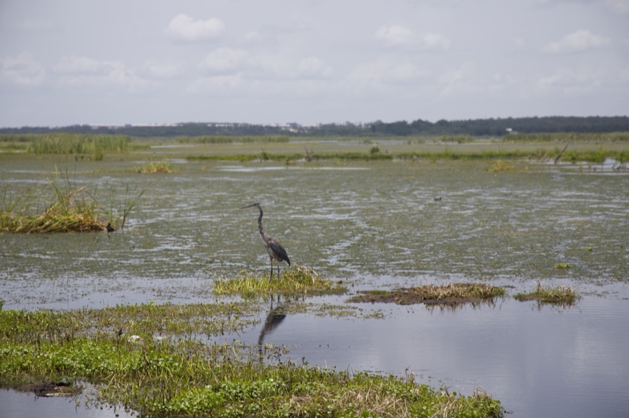 Florida Wild, photo 2