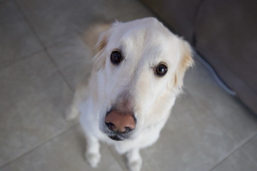 Leo The Dog