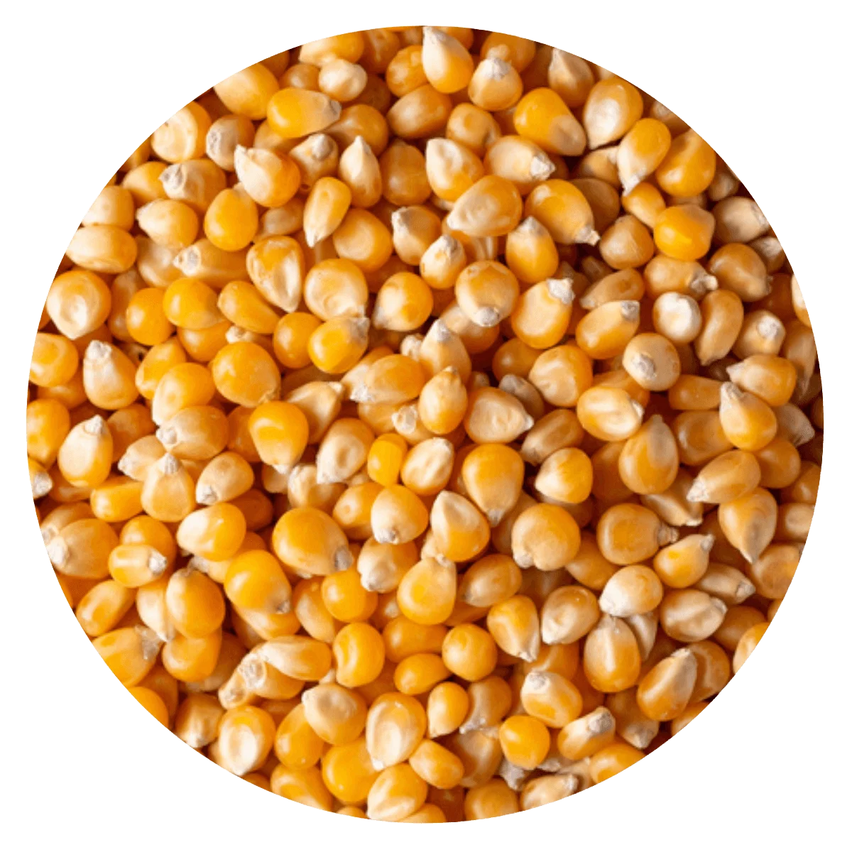 MAIZ PISINGALLO  — Brota Almacén Natural Pergamino