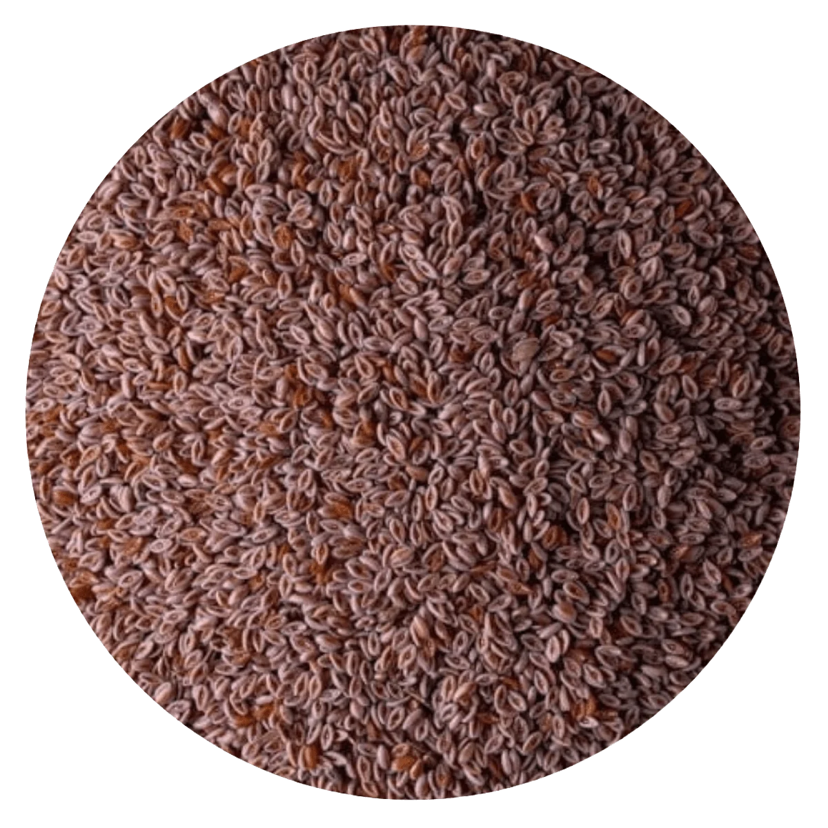 PSYLLIUM — Brota Almacén Natural Pergamino
