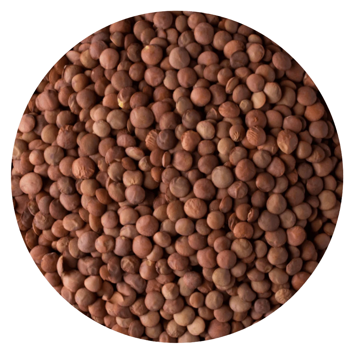 LENTEJA — Brota Almacén Natural Pergamino