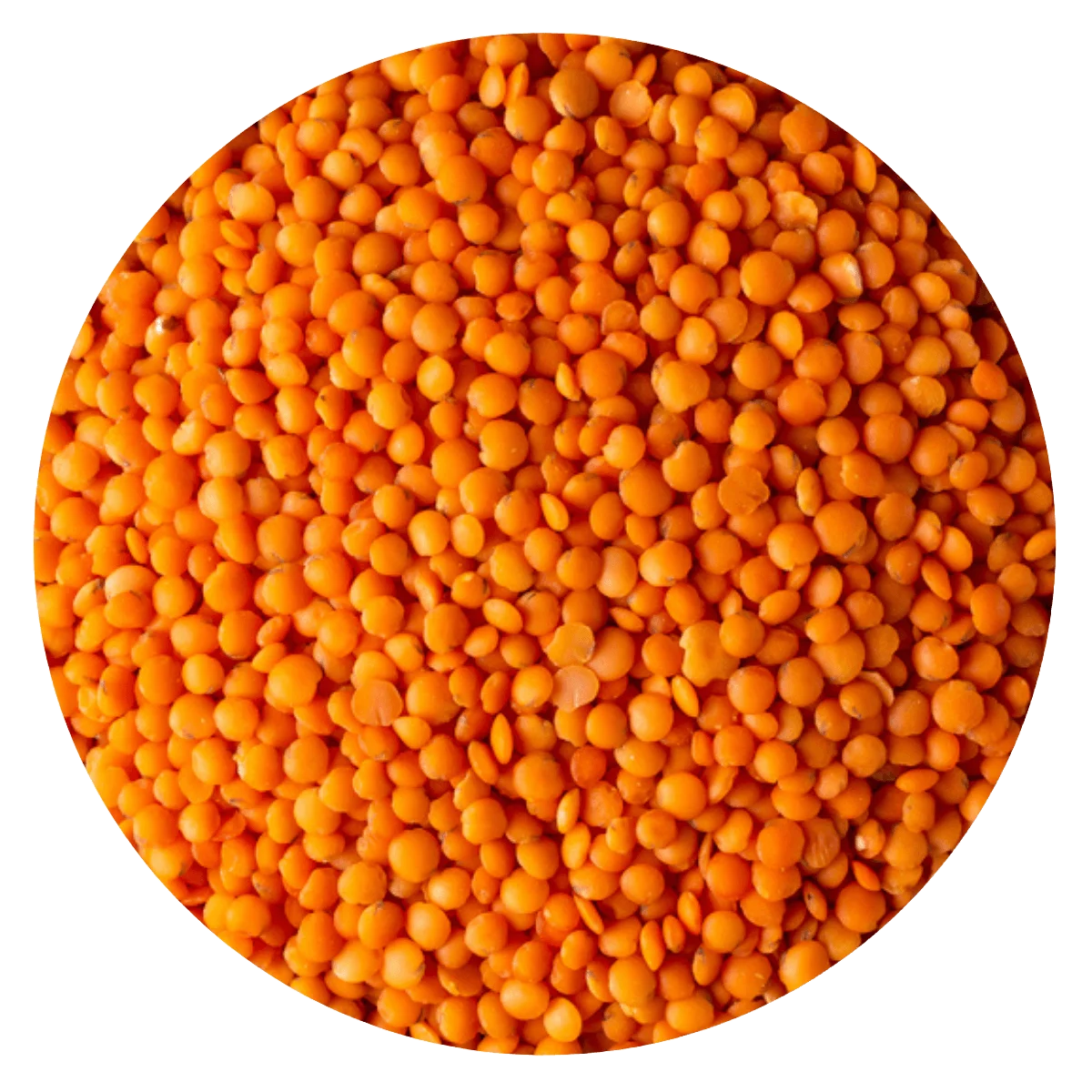 LENTEJA TURCA — Brota Almacén Natural Pergamino