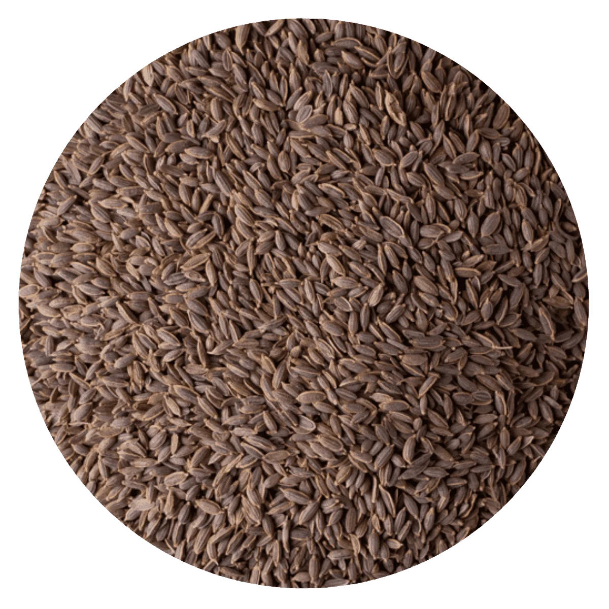 ESTRAGÓN  — Brota Almacén Natural Pergamino
