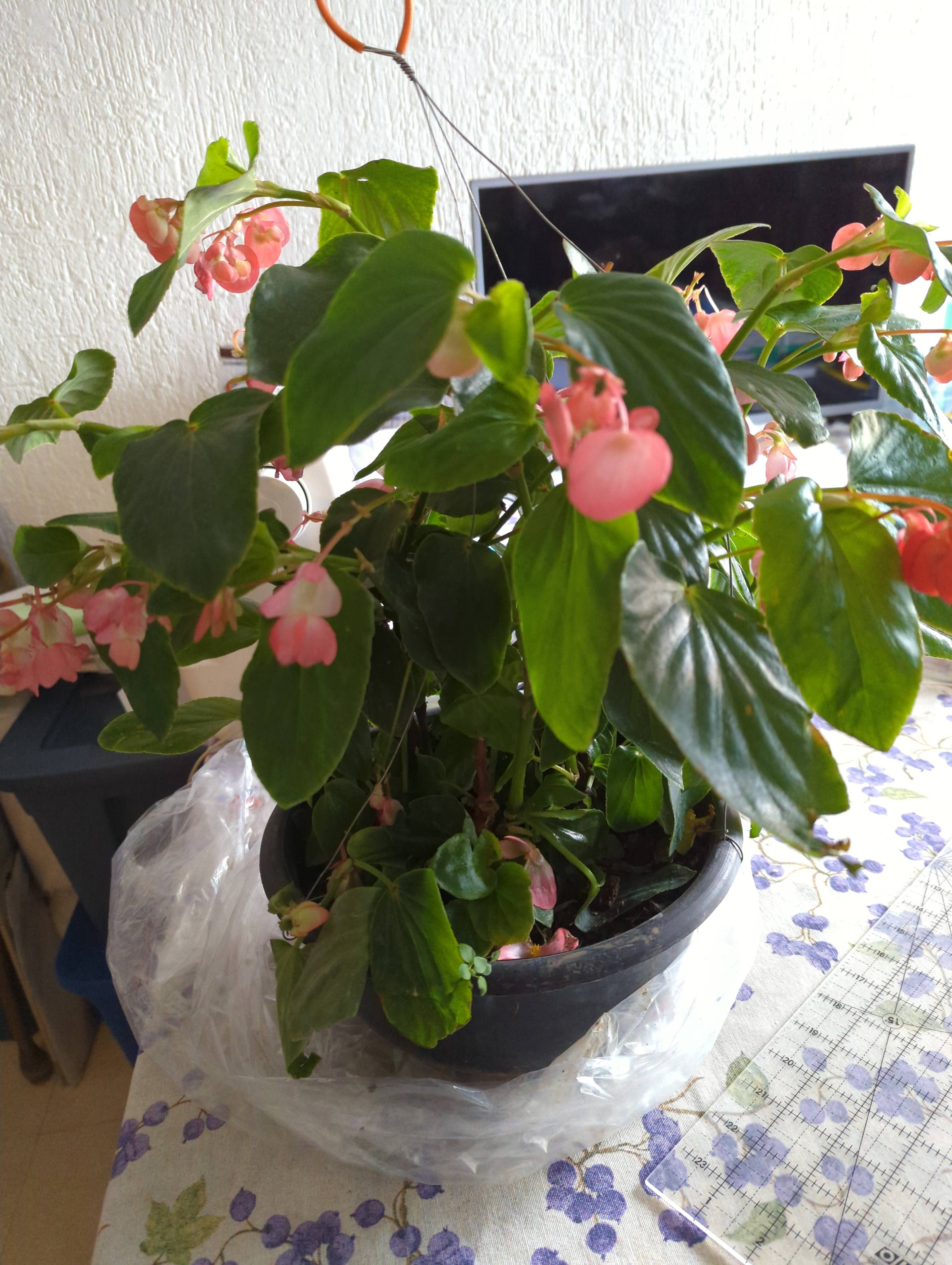 Cuidados da Asa de anjo (Begonia coccinea): diagnóstico e recomendações