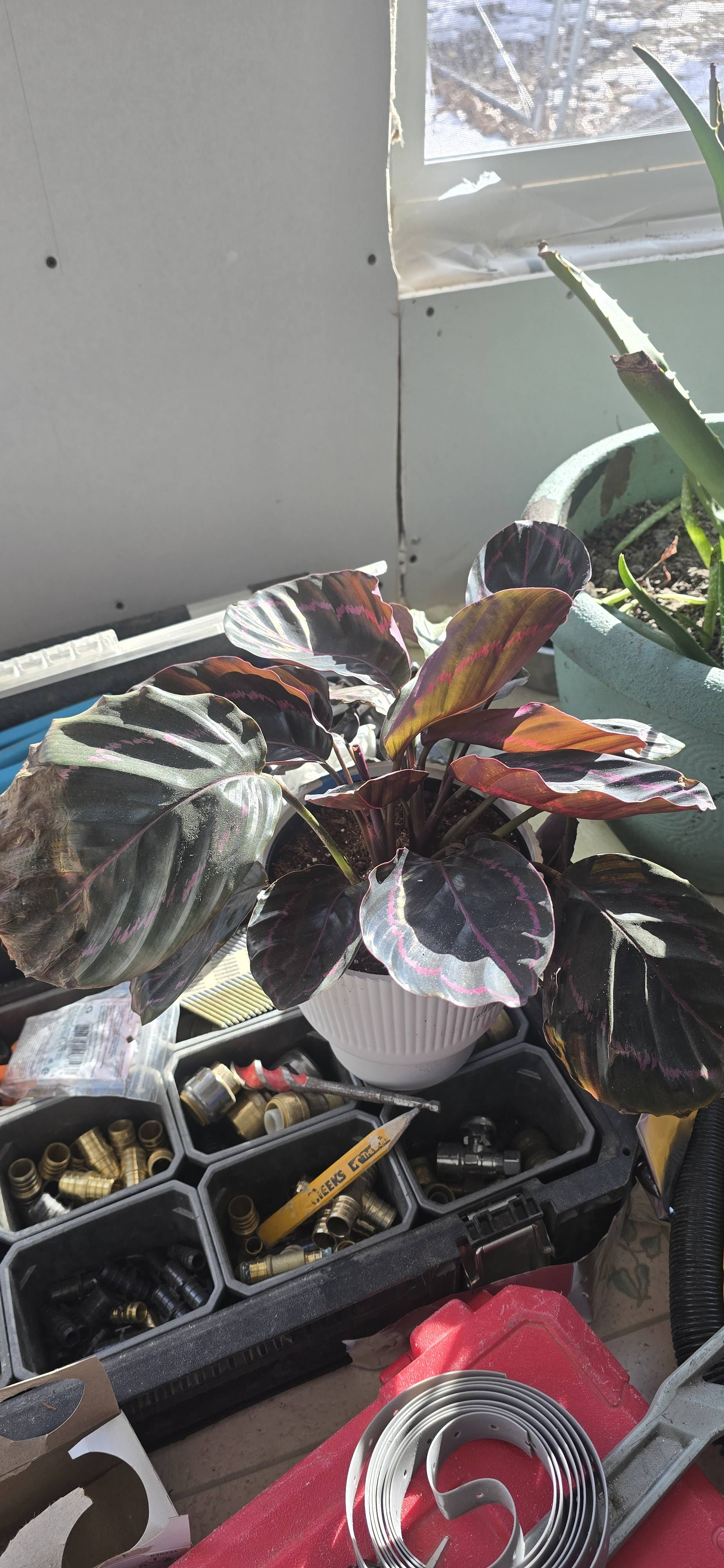 Pflege deiner rosa Calathea (Goeppertia roseopicta): Kurzanleitung für eine gesunde Pflanze