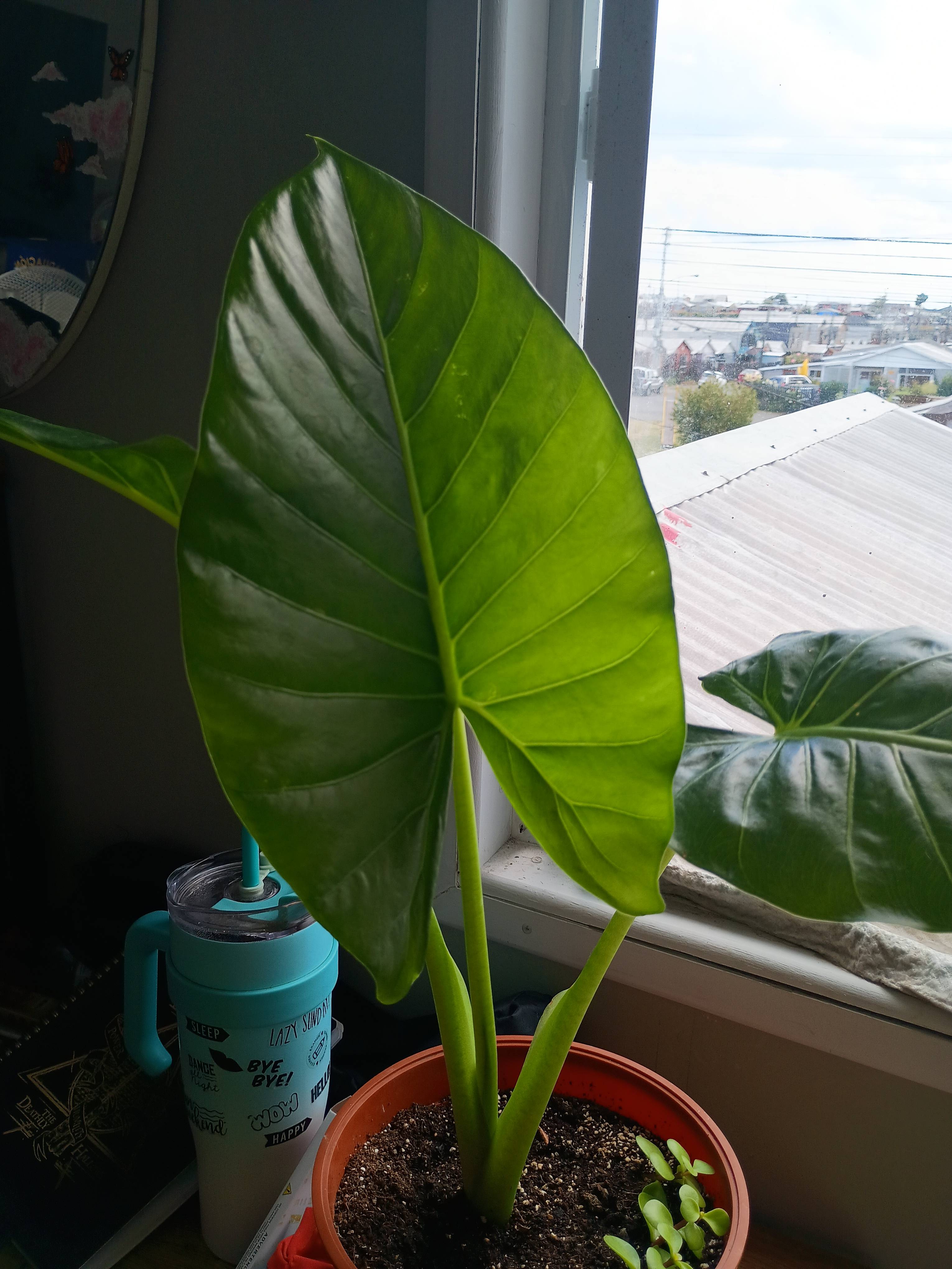 Care for Elephant Ear (Alocasia macrorrhizos) in Puerto Montt