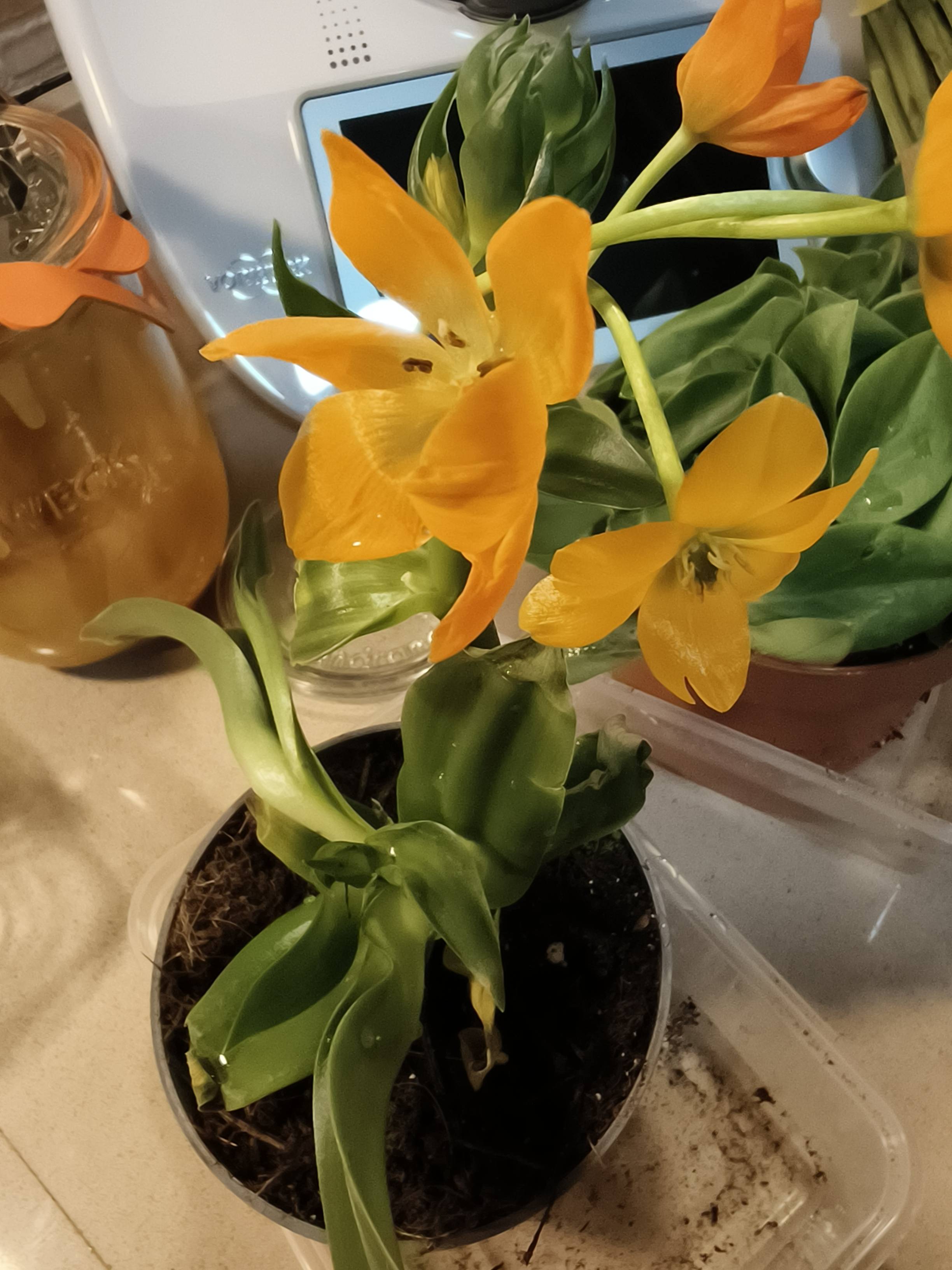 Ornithogalum (Ornithogalum dubium): healthy flowers but wavy leaves from water stress