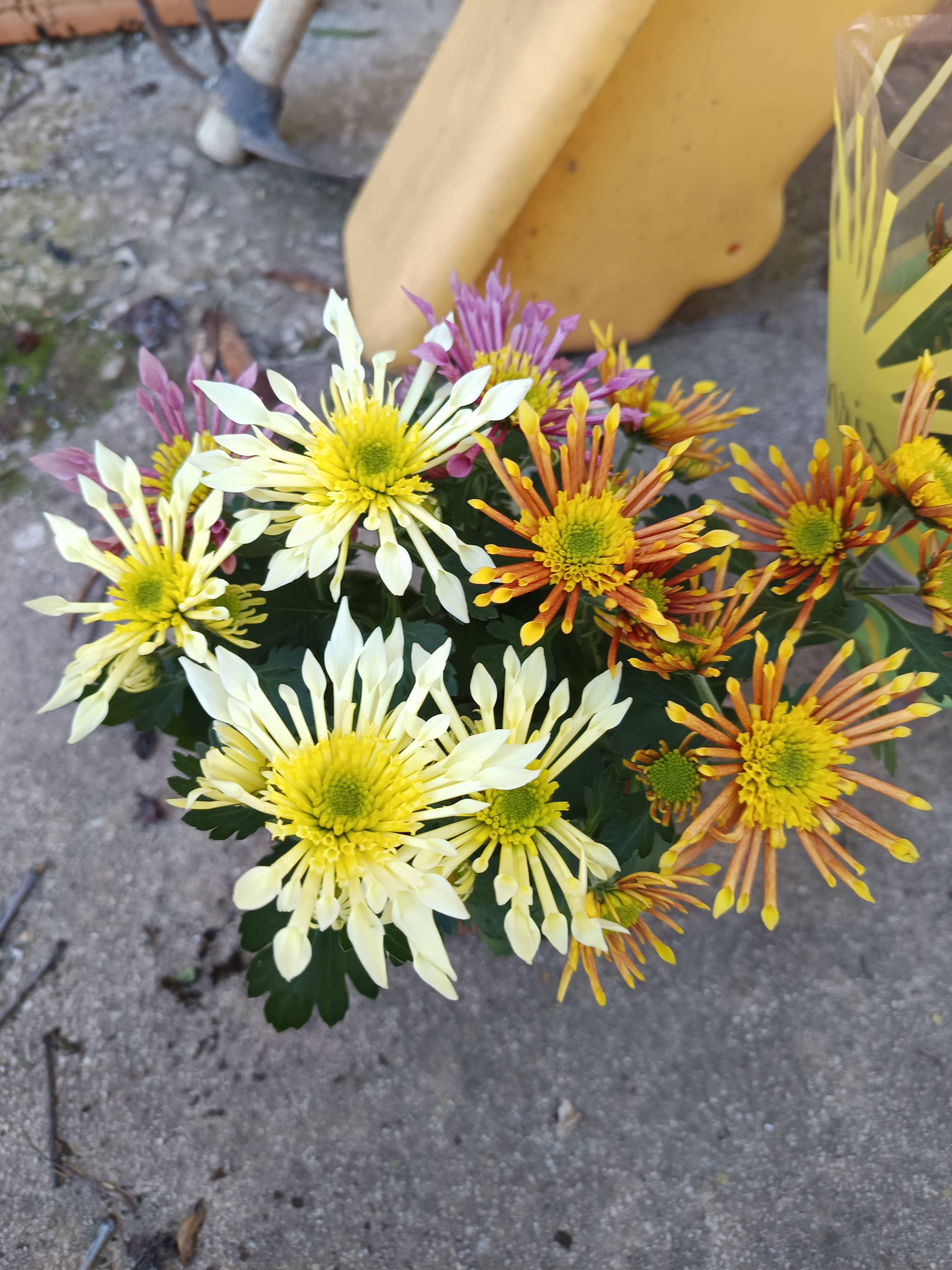 Cuidado del crisantemo saludable: guía práctica para mantenerlo floreciendo