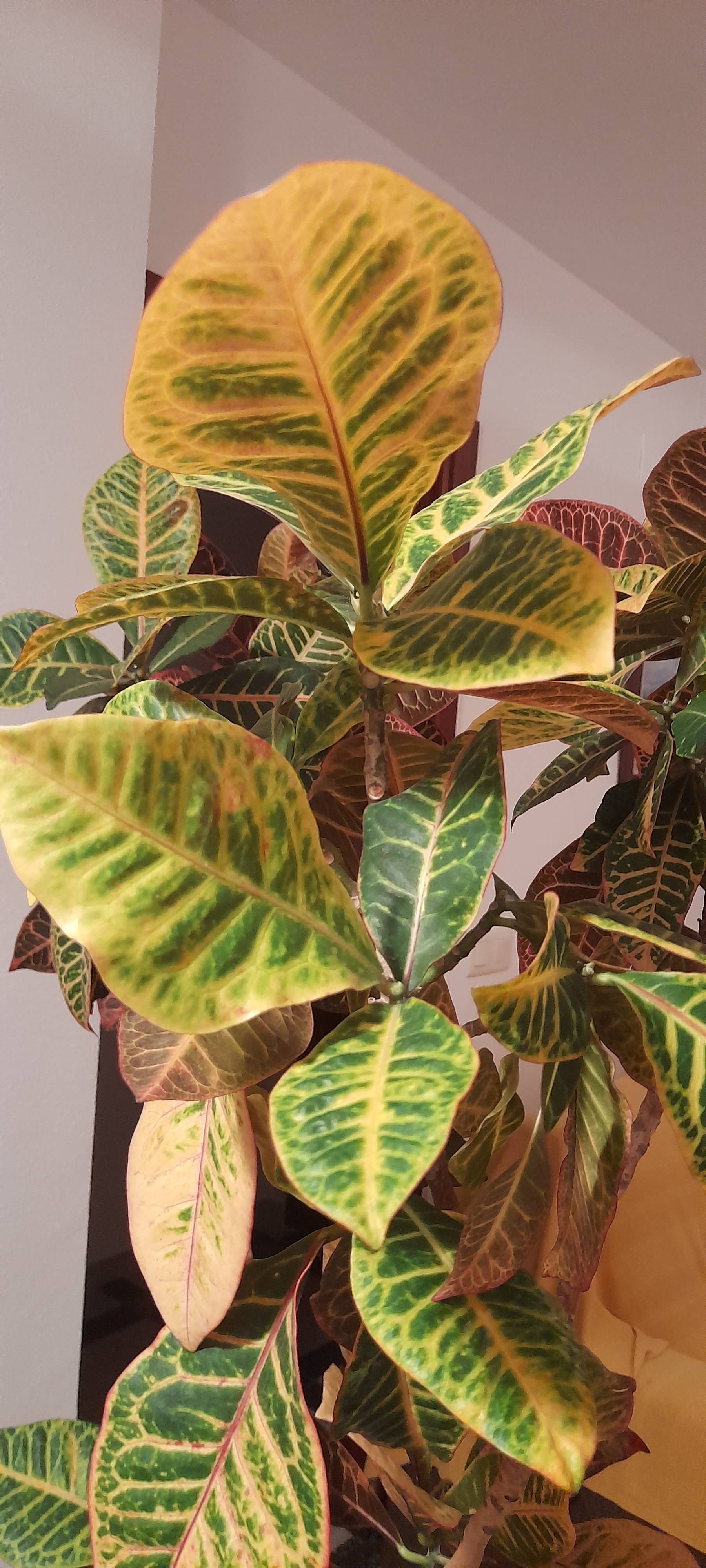 Cuidados del Crotón de jardín (Codiaeum variegatum): guía rápida para mantenerlo sano